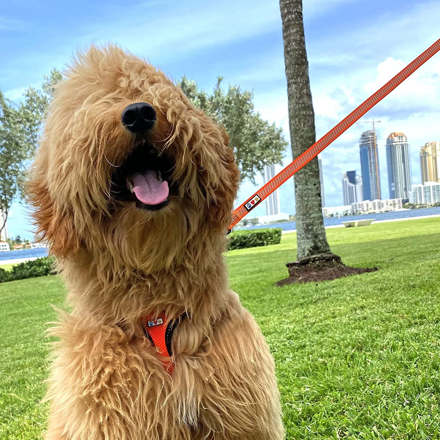 Premium 6-Foot Heavy Duty Reflective Dog Leash - Comfortable & Highly Visible Orange Design