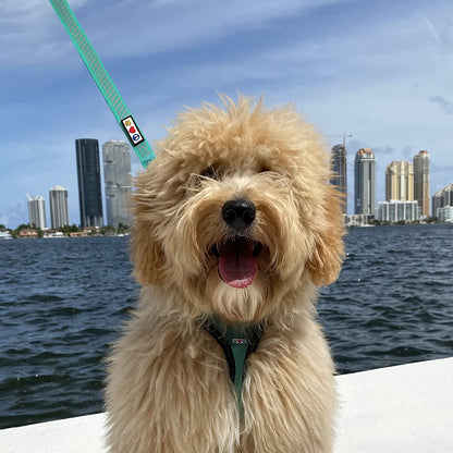 Premium 6-Foot Heavy Duty Reflective Dog Leash - Comfortable & Highly Visible Orange Design