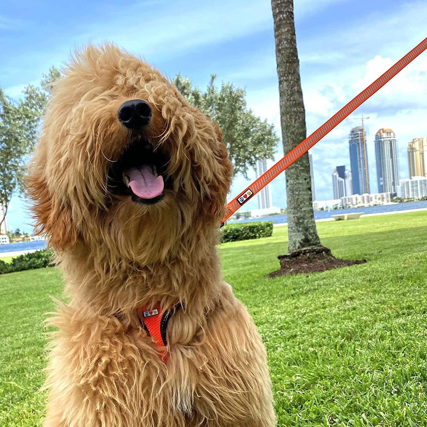 Premium 6-Foot Heavy Duty Reflective Dog Leash - Comfortable & Highly Visible Orange Design